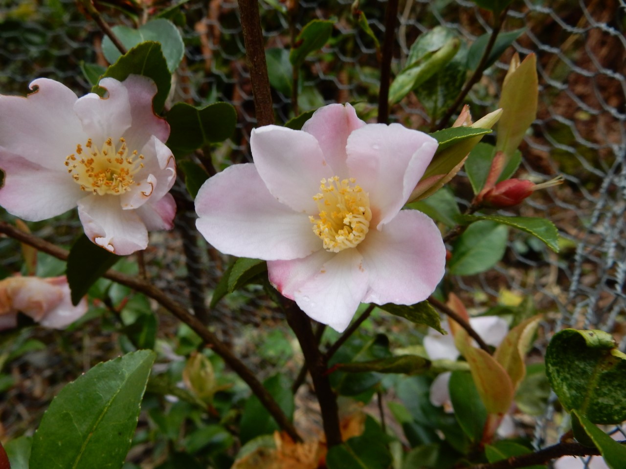 C. 'Fairy Blush'